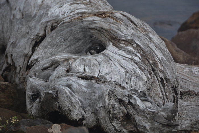 driftwood along side Netarts Bay